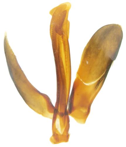 Notiophilus aestuans