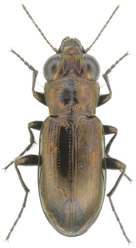 Notiophilus aestuans