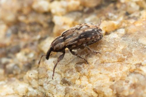 Hypera venusta