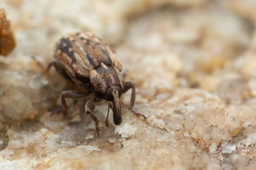 Hypera venusta
