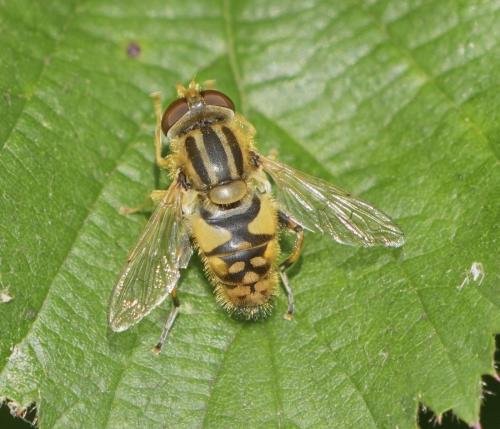 Parhelophilus sp.