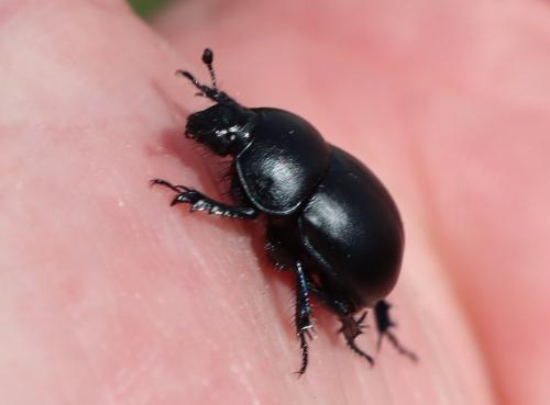 Trypocopris vernalis fauveli