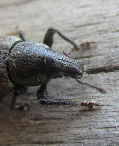 Barynotus obscurus