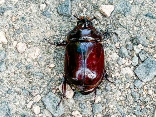 Réf. 360 102 : Oryctes nasicornis