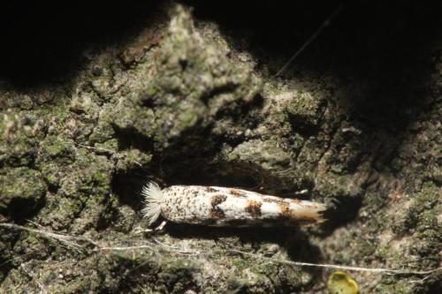 Phyllonorycter sp.