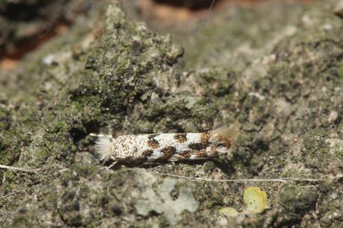 Phyllonorycter sp.