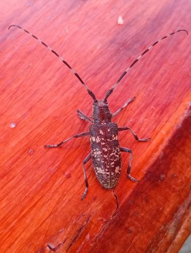 Monochamus sutor