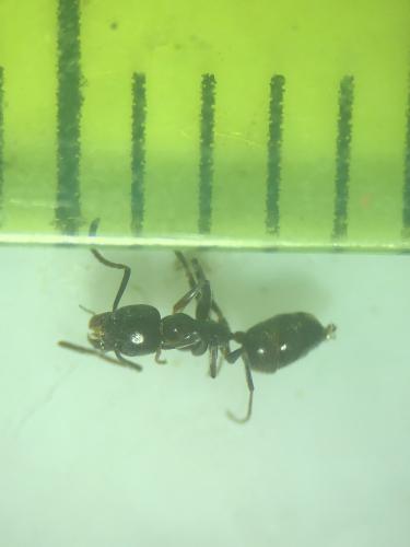 Tapinoma darioi