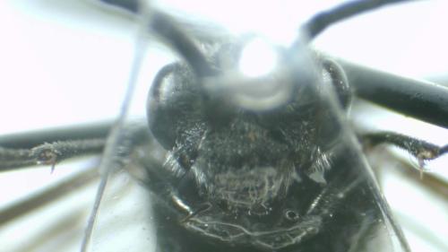 Dolerus madidus