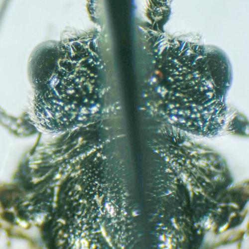 Réf. 360 805 : Dolerus madidus