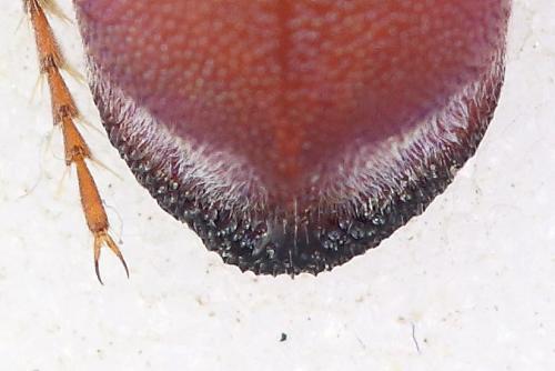Parnopes grandior