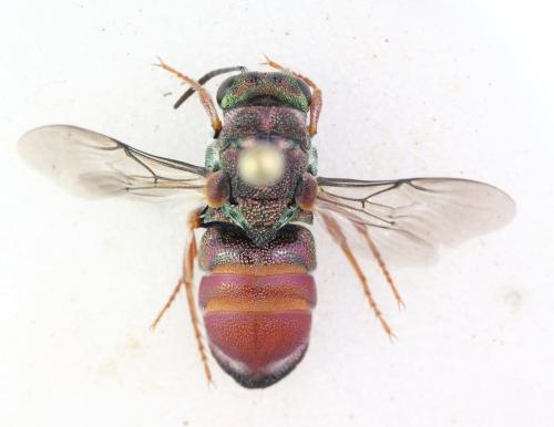 Parnopes grandior