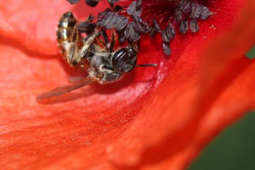 Lasioglossum elegans