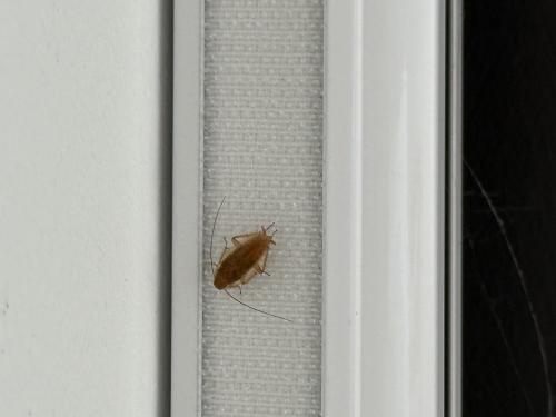 Réf. 360 655 : Ectobius sp.