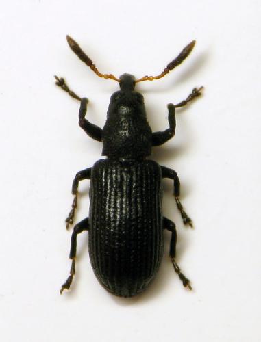Réf. 360 054 : Magdalis barbicornis