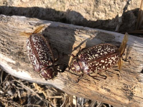 Réf. 360 733 : Polyphylla sp.