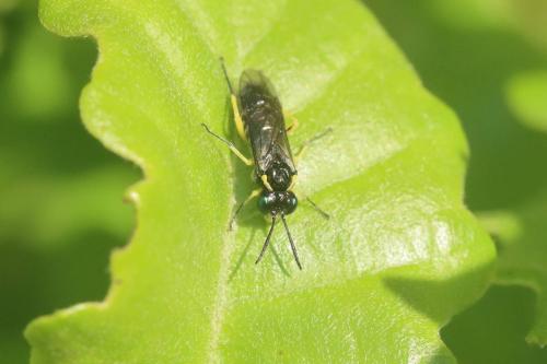 Macrophya tenella
