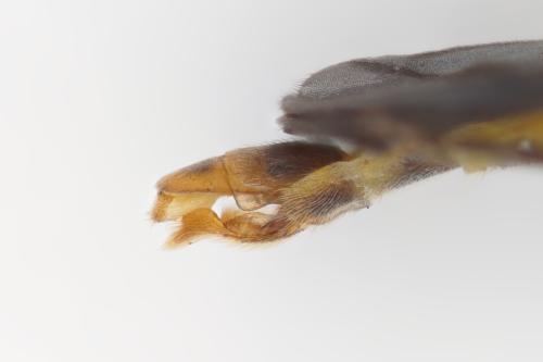 Malthodes marginatus