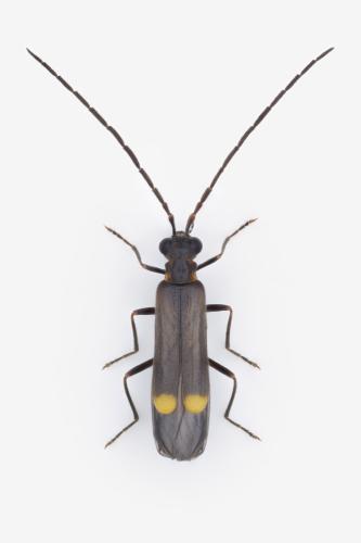 Malthodes marginatus