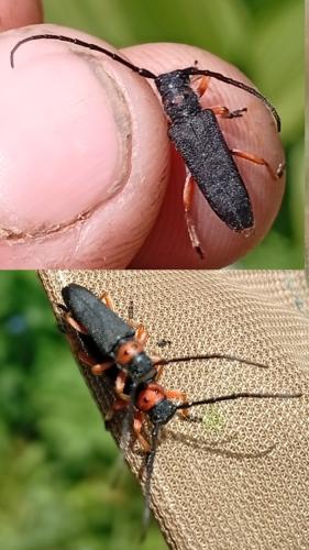 Phytoecia affinis