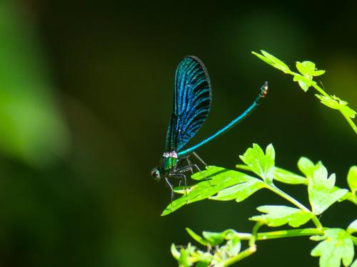 Calopteryx virgo
