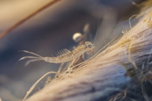 Cloeon dipterum