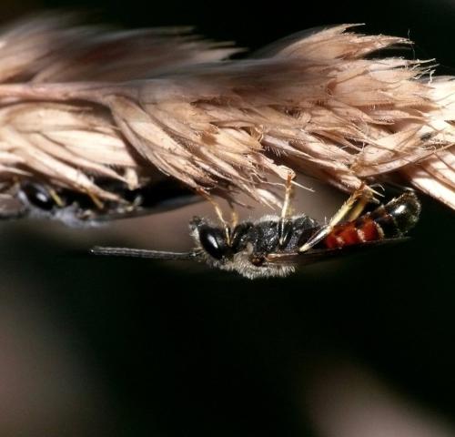 Lasioglossum (calceatum)