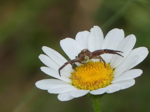 Xysticus sp.