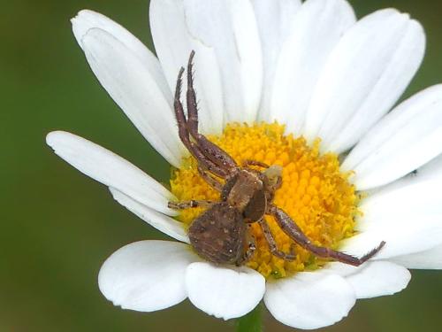 Xysticus sp.
