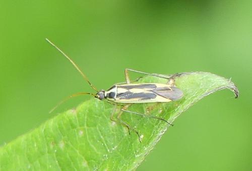Réf. 360 302 : Stenotus binotatus