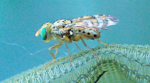 Chaetorellia sp.