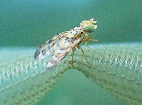 Réf. 360 255 : Chaetorellia sp.