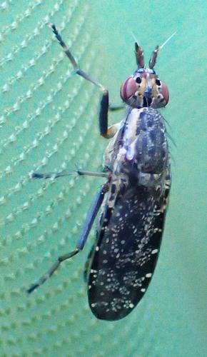 Euthycera alaris