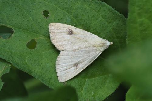 Rivula sericealis