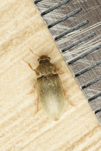 Byturus tomentosus