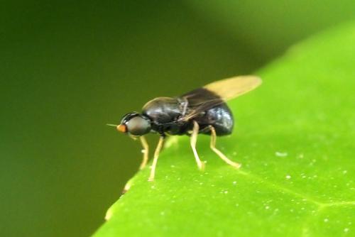 Pachygaster atra