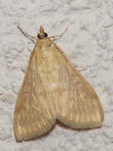 Ostrinia nubilalis