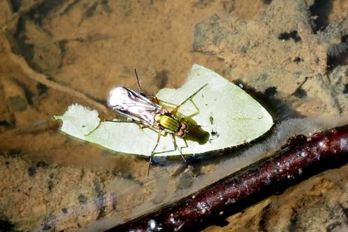 Poecilobothrus sp.
