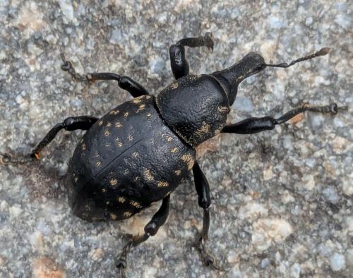 Réf. 360 063 : Liparus germanus