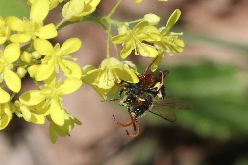 Réf. 360 161 : Sapyga similis