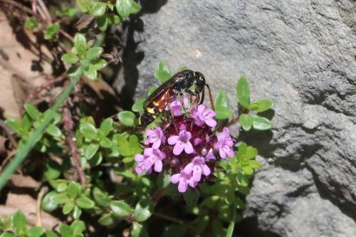 Réf. 360 156 : Sapyga similis