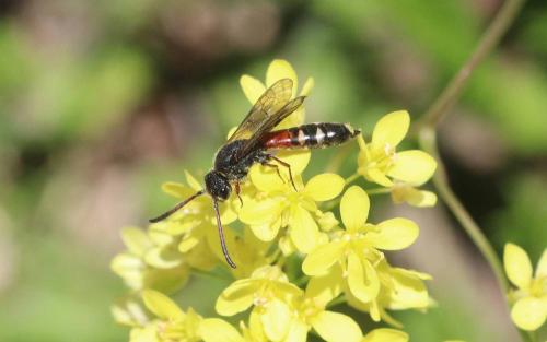 Réf. 360 157 : Sapyga similis