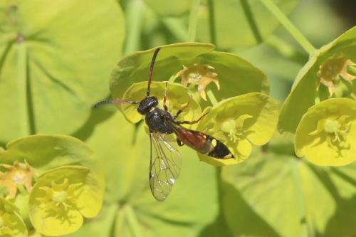 Réf. 360 158 : Sapyga similis
