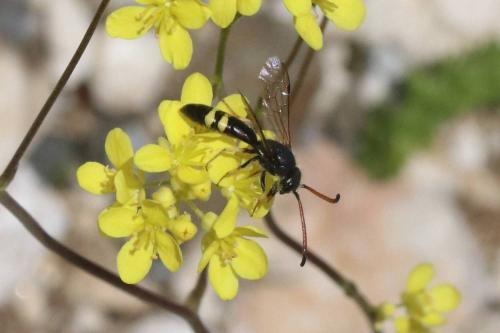 Réf. 360 159 : Sapyga similis