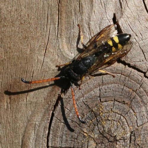Réf. 360 160 : Sapyga similis