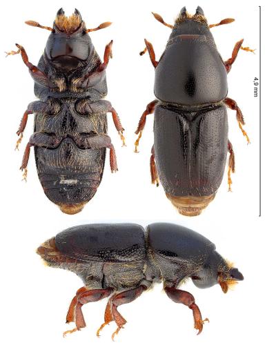 Scolytus mali