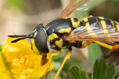 Chrysotoxum elegans