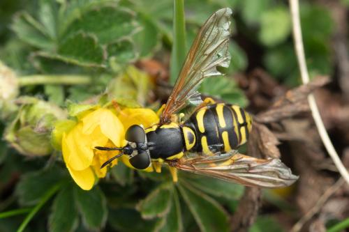 Chrysotoxum elegans
