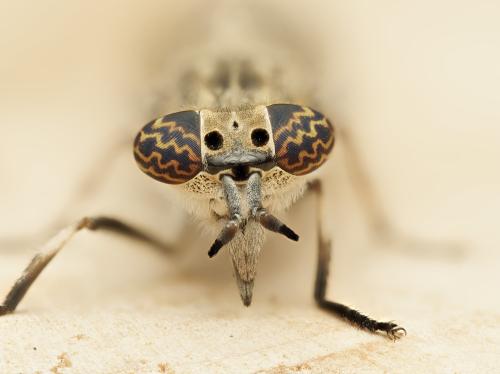 Haematopota italica
