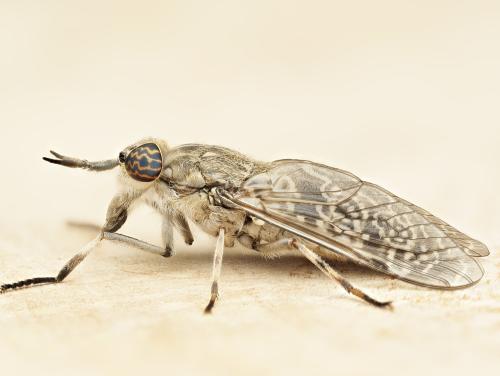 Réf. 360 359 : Haematopota italica